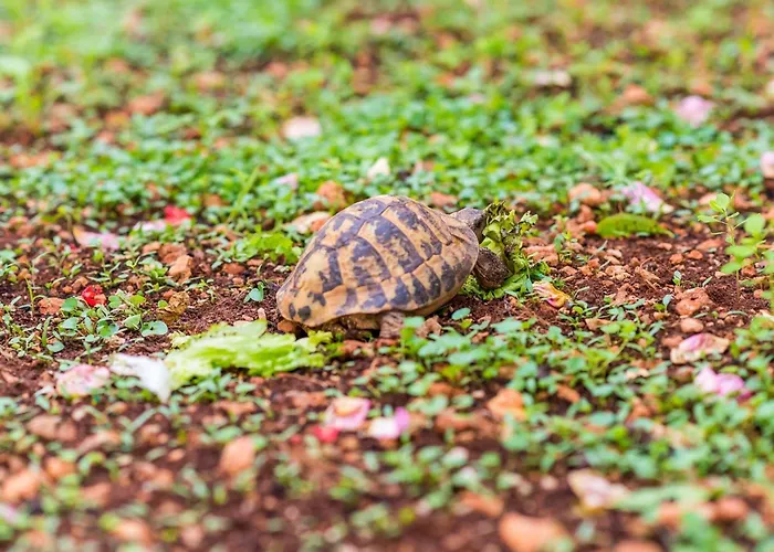 Miracle - With Terrace And View Apartament *