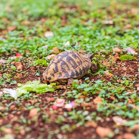 Miracle - With Terrace And View Apartment *